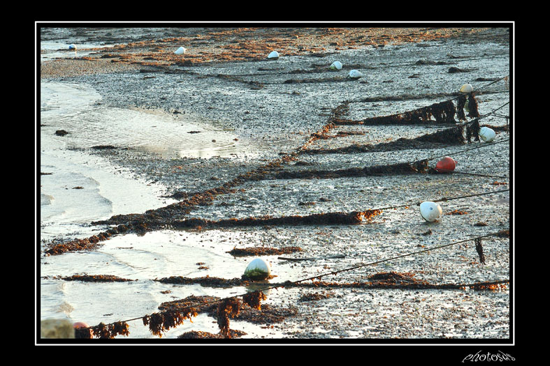 MER01.jpg