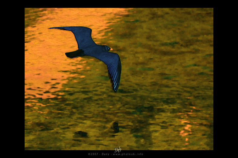 NOIRMOUTIER02.jpg