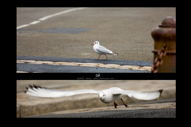 NOIRMOUTIER05.jpg