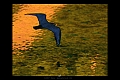 NOIRMOUTIER02