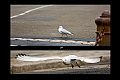 NOIRMOUTIER05
