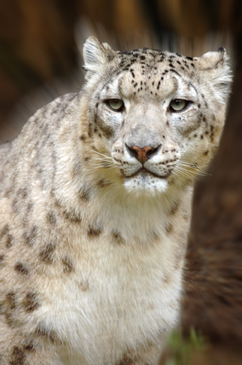 LEOPARD3.jpg