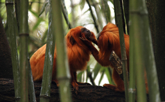 SINGE3.jpg