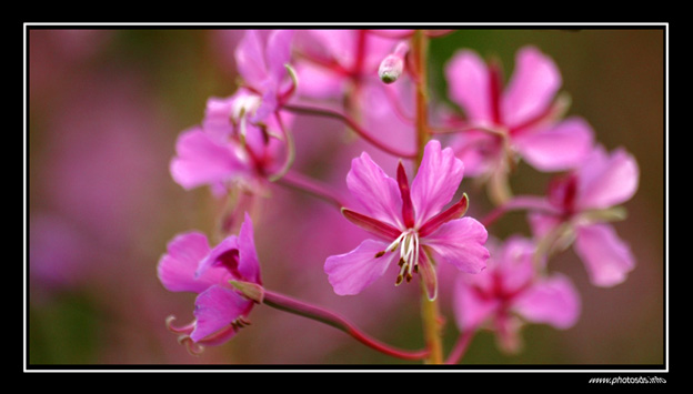 fleurrose2.jpg
