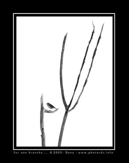 surlabranche.jpg