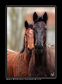 CHEVAUX