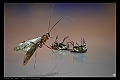 INSECTICIDE