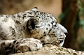 LEOPARD1