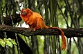 SINGE2