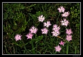 farandolerose