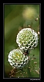 fleur12