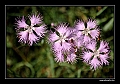 fleurrose