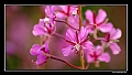 fleurrose2