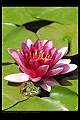 nenuphar