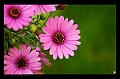 rosetendre
